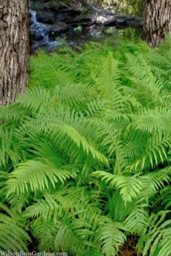 Southern Wood Fern (Thelypteris Kunthii) 2.5 Quart Pot -Garden Plants Shop thelypteris kunthii southern wood fern 112