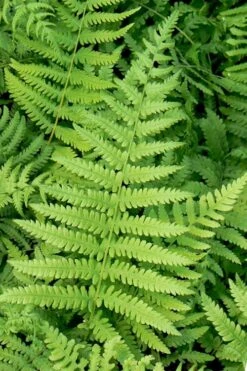 Southern Wood Fern (Thelypteris Kunthii) 2.5 Quart Pot -Garden Plants Shop thelypteris kunthii southern wood fern 113