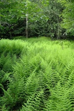 Southern Wood Fern (Thelypteris Kunthii) 2.5 Quart Pot -Garden Plants Shop thelypteris kunthii southern wood fern 114