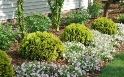 Anna's Magic Ball Arborvitae (Thuja) - 3 Gallon Pot -Garden Plants Shop thuja annas magic ball arborvitae 1