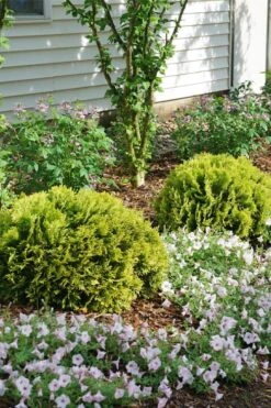 Anna's Magic Ball Arborvitae (Thuja) - 3 Gallon Pot -Garden Plants Shop thuja annas magic ball arborvitae 3