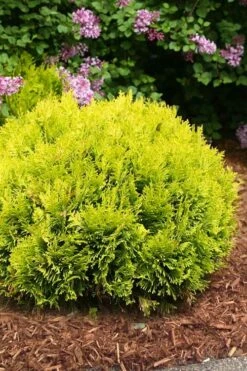 Anna's Magic Ball Arborvitae (Thuja) - 3 Gallon Pot -Garden Plants Shop thuja annas magic ball arborvitae 4