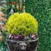 Anna's Magic Ball Arborvitae (Thuja) - 3 Gallon Pot -Garden Plants Shop thuja annas magic ball arborvitae 6