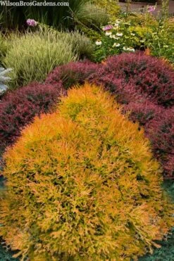 Fire Chief Arborvitae - 3 Gallon Pot -Garden Plants Shop thuja fire chief arborvitae 103