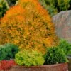 Fire Chief Arborvitae - 3 Gallon Pot -Garden Plants Shop thuja fire chief arborvitae 106