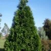 Green Giant Arborvitae - 7 Gallon Pot (3-4') 2 Green Giant Arborvitae - 7 Gallon Pot (3-4') -Garden Plants Shop thuja green giant arborvitae 101