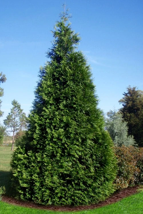 Green Giant Arborvitae - 7 Gallon Pot (3-4') 2 Green Giant Arborvitae - 7 Gallon Pot (3-4')