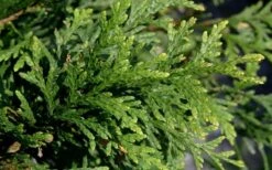 Green Giant Arborvitae - 7 Gallon Pot (3-4') 11 Green Giant Arborvitae - 7 Gallon Pot (3-4') -Garden Plants Shop thuja green giant arborvitae 102
