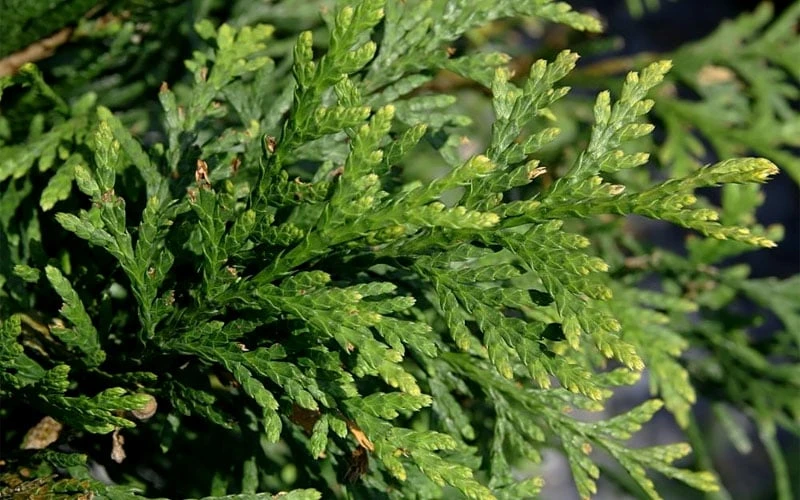 Green Giant Arborvitae - 7 Gallon Pot (3-4') 6 Green Giant Arborvitae - 7 Gallon Pot (3-4') - Image 5