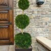 Emerald Green Arborvitae Poodle Tier Topiary (3 Ball) - 5 Gallon Pot -Garden Plants Shop thuja occidentalis emerald green arborvitae 3 ball poodle tier topiary 1