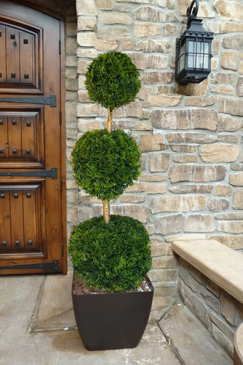 Emerald Green Arborvitae Poodle Tier Topiary (3 Ball) - 5 Gallon Pot 3 Emerald Green Arborvitae Poodle Tier Topiary (3 Ball) - 5 Gallon Pot