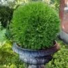 Planet Earth Arborvitae - 3 Gallon Pot -Garden Plants Shop thuja occidentalis planet earth arborvitae 6