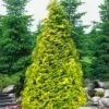 Sunshine Arborvitae (Thuja) - 1 Gallon Pot