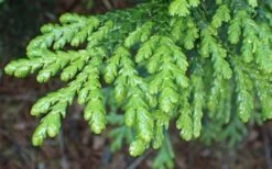 Hiba Arborvitae (Thujopsis Dolabrata) - 3 Gallon Pot -Garden Plants Shop thujopsis dolabrata hiba arborvitae 1