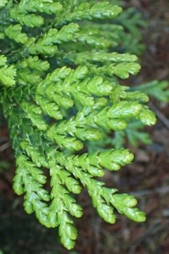 Hiba Arborvitae (Thujopsis Dolabrata) - 3 Gallon Pot -Garden Plants Shop thujopsis dolabrata hiba arborvitae 11