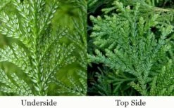 Hiba Arborvitae (Thujopsis Dolabrata) - 3 Gallon Pot -Garden Plants Shop thujopsis dolabrata hiba arborvitae 4