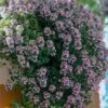 Doone Valley Thyme - 6 Pack Of Pink Pots 2 Doone Valley Thyme - 6 Pack Of Pink Pots -Garden Plants Shop thymus citriodorus doon valley 1