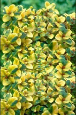 Doone Valley Thyme - 6 Pack Of Pink Pots -Garden Plants Shop thymus citriodorus doone valley 2