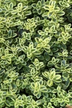 Highland Cream Creeping Thyme - 5 Pack Of Quart Pots -Garden Plants Shop thymus praecox highland creeping thyme 4