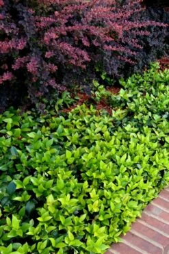 Asian Jasmine (Trachelospermum Asiaticum) - 36 Pack Of 3.5" Pint Pots -Garden Plants Shop trachelospermum asiaticum asian jasmine 2