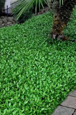 Asian Jasmine (Trachelospermum Asiaticum) - 36 Pack Of 3.5" Pint Pots -Garden Plants Shop trachelospermum asiaticum asian jasmine 3