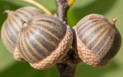 Pin Oak Tree (Quercus Palustris) - 3 Pack Of 1.5 Quart Pots -Garden Plants Shop tree oak pin 3 800x500 1