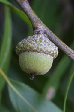 Willow Oak Tree (Quercus Phellos) - 3 Gallon Pot -Garden Plants Shop tree oak willow 5 500x750 1