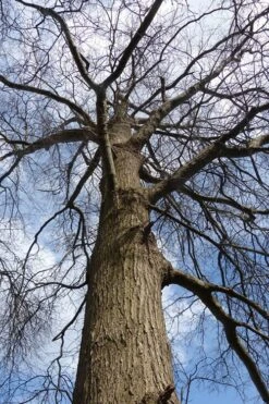 Willow Oak Tree (Quercus Phellos) - 3 Pack Of 1.5 Quart Pots -Garden Plants Shop tree oak willow 500x750 2