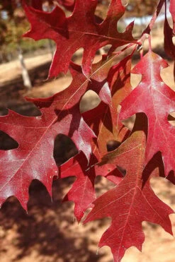Nuttall Oak Tree (Quercus Nuttallii) - 3 Gallon Pot -Garden Plants Shop tree oaknutall 5 500x750 1