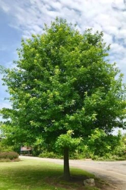 Nuttall Oak Tree (Quercus Nuttallii) - 3 Gallon Pot -Garden Plants Shop tree oaknutall 500x750 1