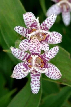 Miyazaki Toad Lily (Tricyrtus Hirta) - 1 Gallon Pot -Garden Plants Shop tricyrtis hirta miyazaki toad lily 2