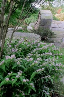 Miyazaki Toad Lily (Tricyrtus Hirta) - 1 Gallon Pot -Garden Plants Shop tricyrtis hirta miyazaki toad lily 3