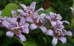 Miyazaki Toad Lily (Tricyrtus Hirta) - 1 Gallon Pot -Garden Plants Shop tricyrtis hirta miyazaki toad lily 5
