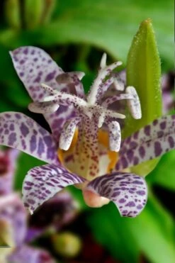 Miyazaki Toad Lily (Tricyrtus Hirta) - 1 Gallon Pot -Garden Plants Shop tricyrtis hirta miyazaki toad lily 7