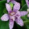 Miyazaki Toad Lily (Tricyrtus Hirta) - 1 Gallon Pot -Garden Plants Shop tricyrtis hirta miyazaki toad lily 8