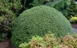 Gentsch White Frosted Dwarf Canadian Hemlock (Tsuga) - 3 Gallon Pot -Garden Plants Shop tsuga canadensis grentsch white canadian hemlock 20