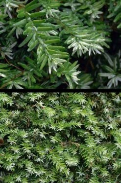 Gentsch White Frosted Dwarf Canadian Hemlock (Tsuga) - 3 Gallon Pot -Garden Plants Shop tsuga canadensis grentsch white canadian hemlock 21