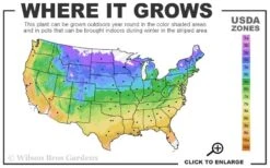 Olympia Clematis - 1 Gallon Pot -Garden Plants Shop usda zone map 10