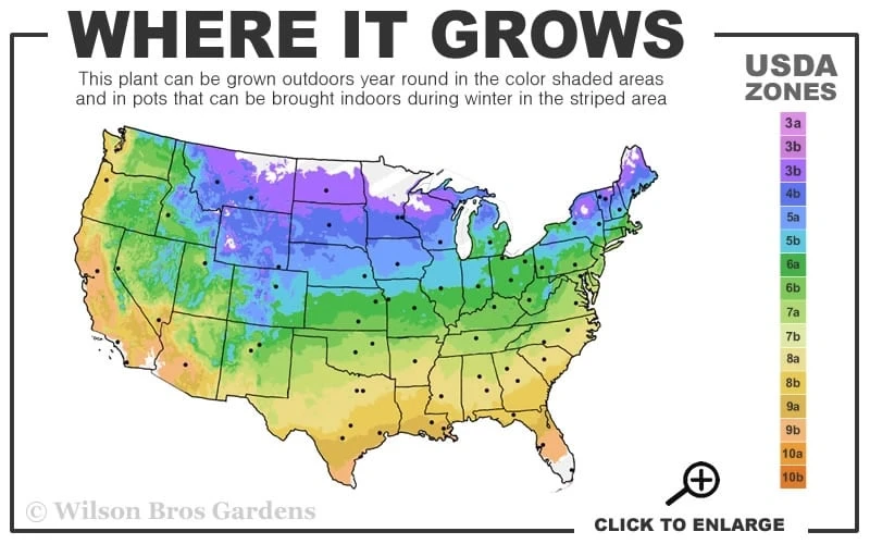 Fancy Finch Ajuga (Bugleweed) - 5 Pack Of Quart Pots 5 Fancy Finch Ajuga (Bugleweed) - 5 Pack Of Quart Pots - Image 3