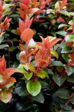 Evergreen Huckleberry (Vaccinium Ovatum) - 1 Gallon Pot -Garden Plants Shop vaccinium ovatum evergreen huckleberry 10