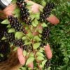 Evergreen Huckleberry (Vaccinium Ovatum) - 1 Gallon Pot 2 Evergreen Huckleberry (Vaccinium Ovatum) - 1 Gallon Pot -Garden Plants Shop vaccinium ovatum evergreen huckleberry 11