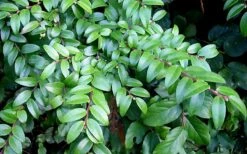 Evergreen Huckleberry (Vaccinium Ovatum) - 1 Gallon Pot -Garden Plants Shop vaccinium ovatum evergreen huckleberry 12