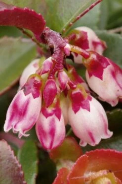 Evergreen Huckleberry (Vaccinium Ovatum) - 1 Gallon Pot -Garden Plants Shop vaccinium ovatum evergreen huckleberry 4