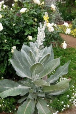 Giant Silver Mullien (Verbascum Bombyciferum) - 1 Gallon Pot -Garden Plants Shop verbascum bombyciferum giant silver mullien 2