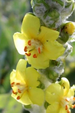 Giant Silver Mullien (Verbascum Bombyciferum) - 1 Gallon Pot -Garden Plants Shop verbascum bombyciferum giant silver mullien 5