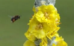 Giant Silver Mullien (Verbascum Bombyciferum) - 1 Gallon Pot -Garden Plants Shop verbascum bombyciferum giant silver mullien 7