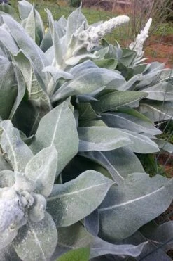 Giant Silver Mullien (Verbascum Bombyciferum) - 1 Gallon Pot -Garden Plants Shop verbascum bombyciferum giant silver mullien 8