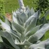Giant Silver Mullien (Verbascum Bombyciferum) - 1 Gallon Pot -Garden Plants Shop verbascum bombyciferum giant silver mullien 9