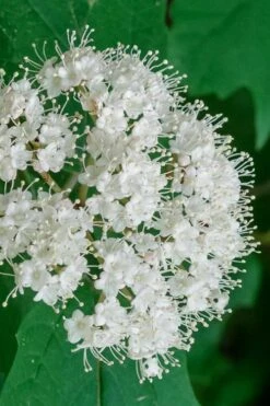 Maple Leaf Viburnum - 1 Gallon Pot -Garden Plants Shop viburnum acerifolium maple leaf 7