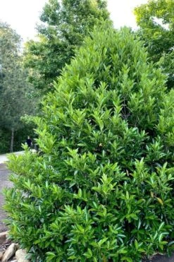 Mirror Leaf Sweet Viburnum - 7 Gallon Pot (3-4') 10 Mirror Leaf Sweet Viburnum - 7 Gallon Pot (3-4') -Garden Plants Shop viburnum awabuki chindo 3